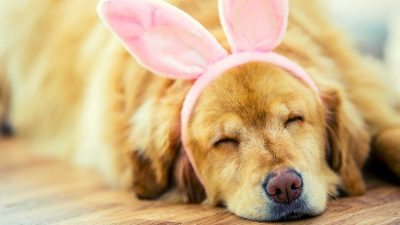 Pies z różowymi uszkami królika na głowie