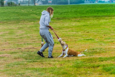 Pies bawiący się z trenerem