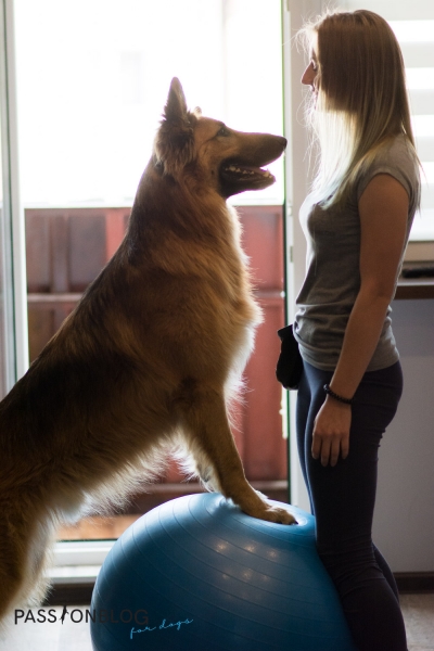 Właścicielka i pies ćwiczący na dużej piłce