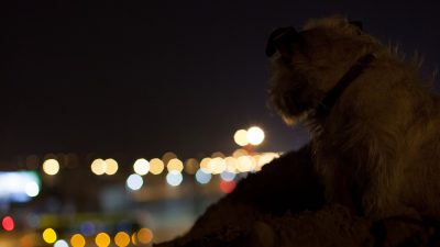 Samotny pies w nocy na zewnątrz