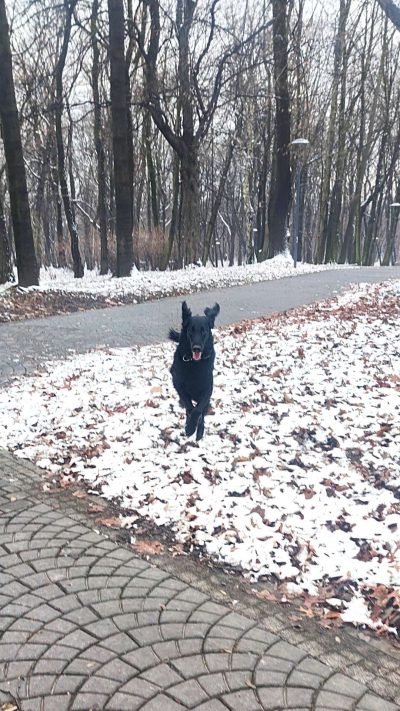 Pies biegnie po śniegu