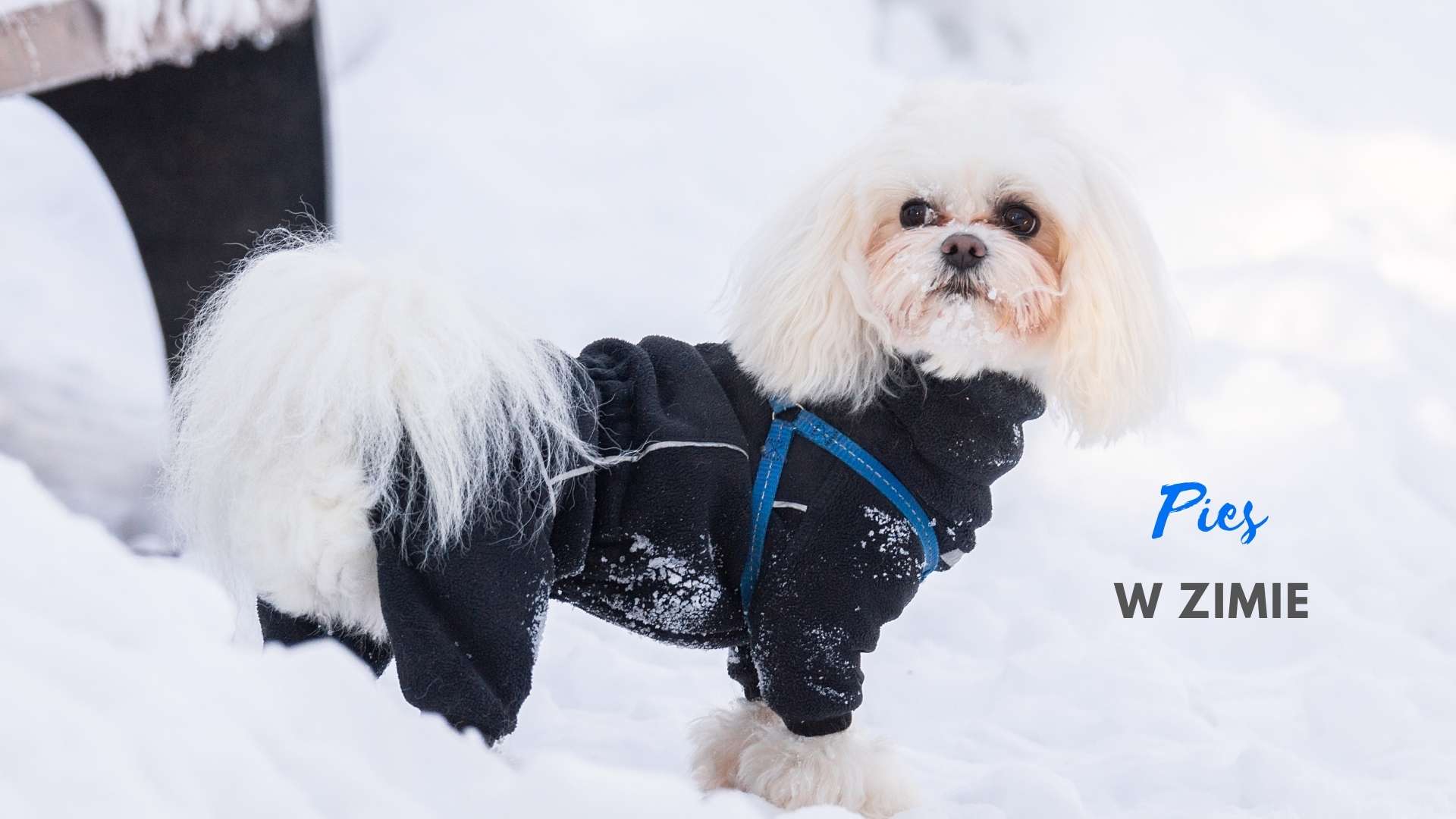 Pies w ubranku zimą na zewnątrz