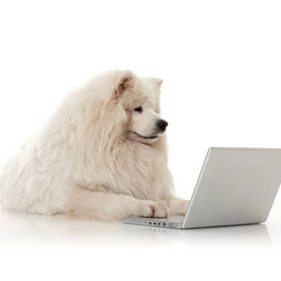 Pies z laptopem