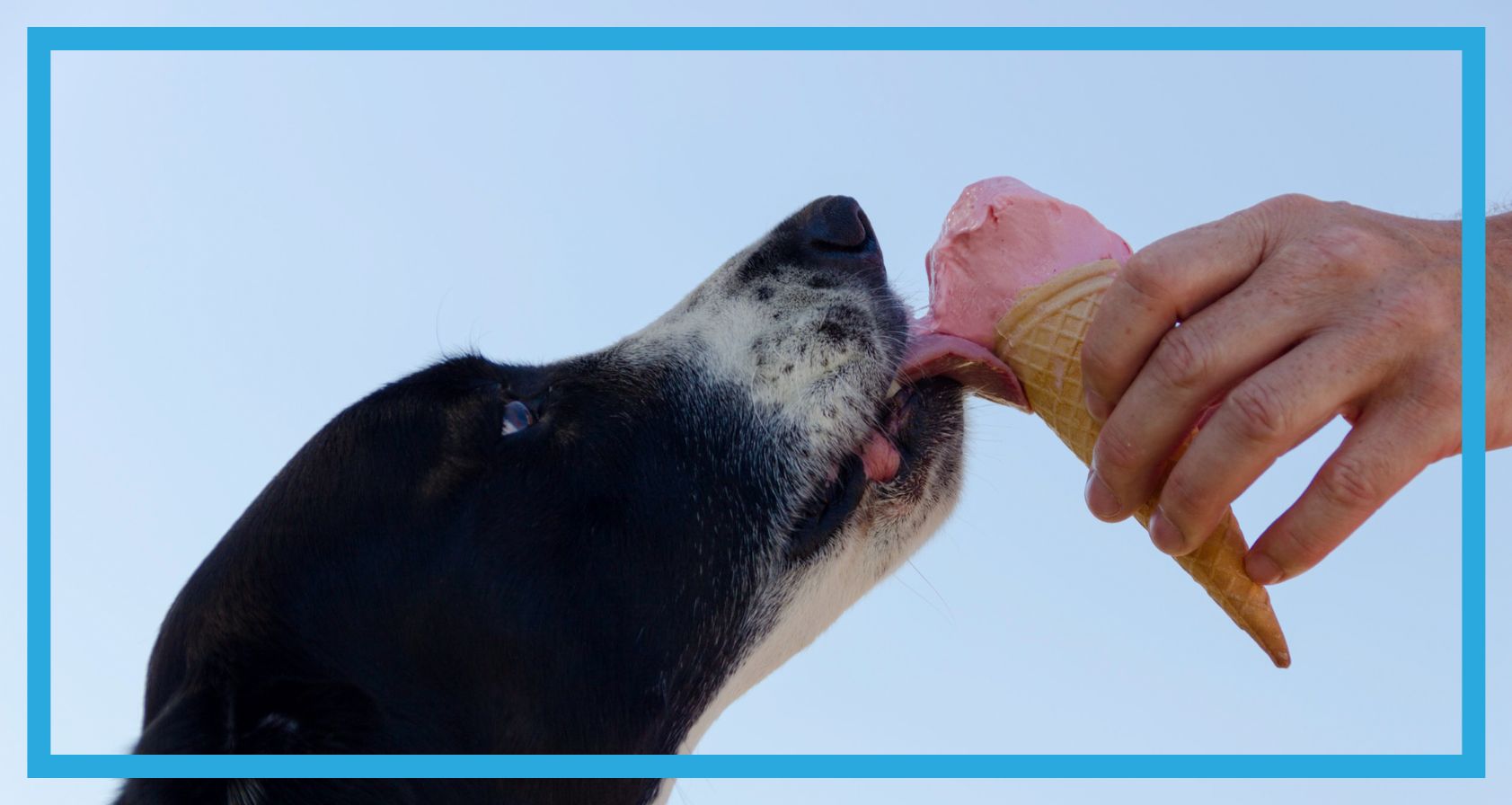 Pies jedzący loda
